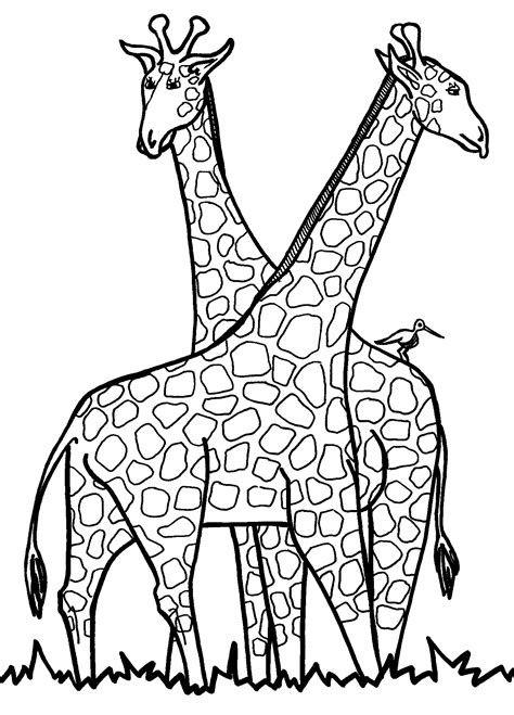 Giraffe coloring page for kids