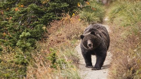 grizzly bear encounter