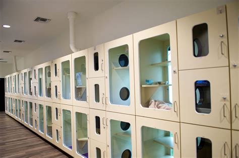 Happy cat in a boarding facility