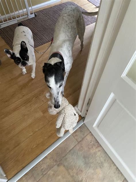 Happy Dog Boarding