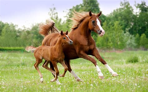 Horse and Foal