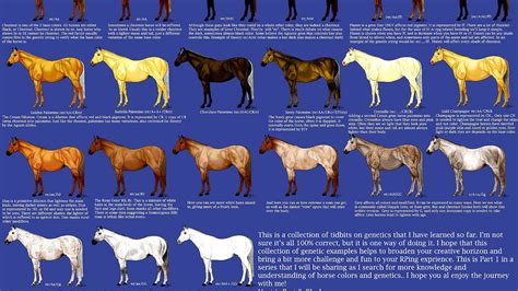 Horse Coat Colors