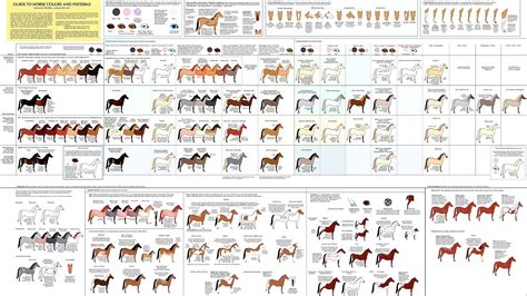 Horse Color Genetics