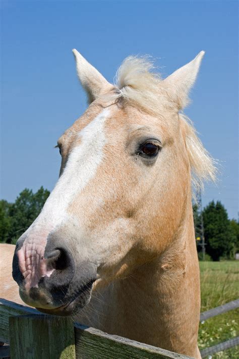 Horse Head