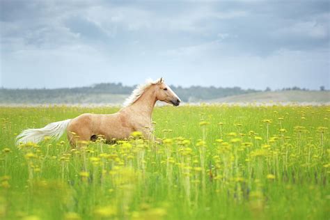 Horse in Field