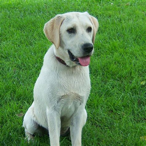 Labrador Retriever in Military Gear