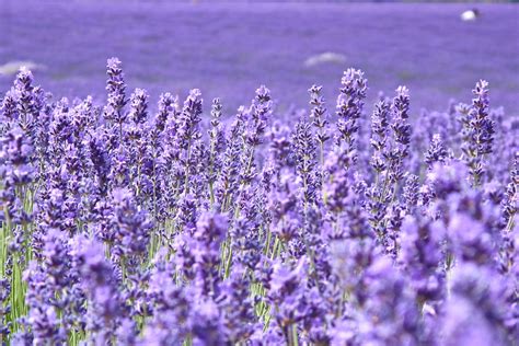Lavender Flowers
