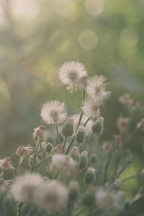 Light Sage Green Photography