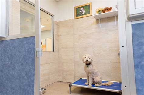 Luxury Dog Boarding
