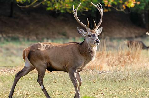 Male Deer