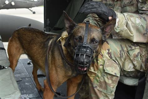 Military Dogs in Action