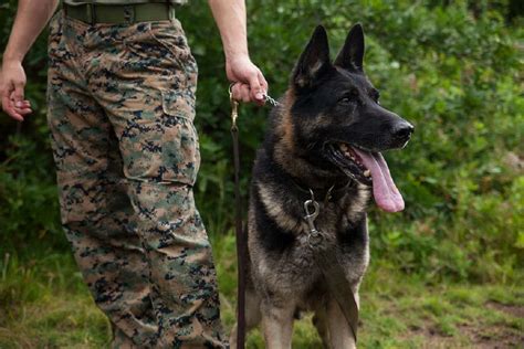 Military Dogs