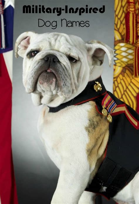 Military Rank-Inspired Dog Names