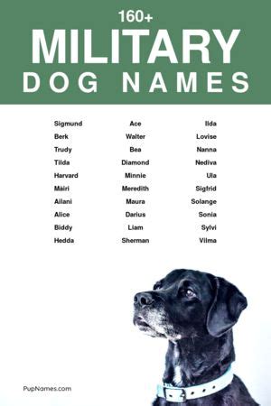 Navy-Inspired Dog Names