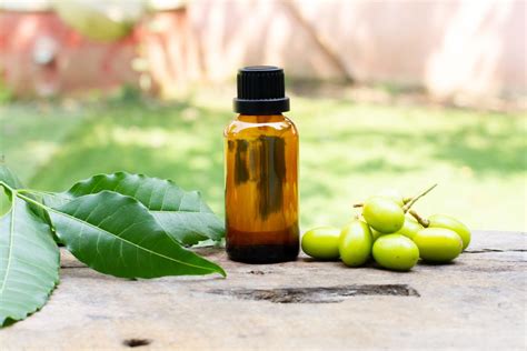 Neem oil for Colorado potato beetle control