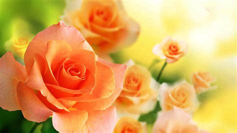 Orange Roses