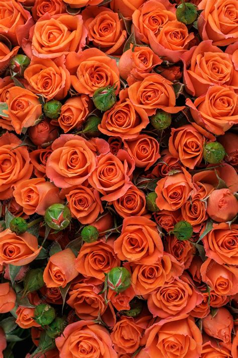 Orange Roses Arrangement