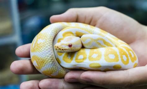 Pet Snakes Home