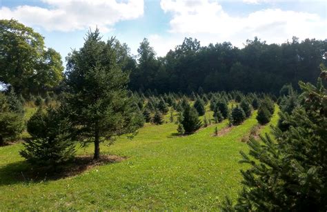 Pineview Farm