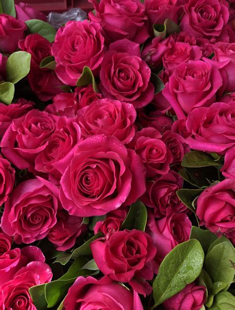 Pink Roses