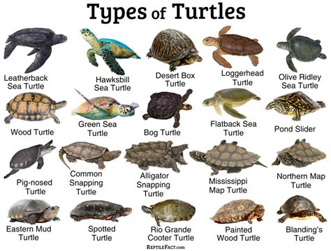 Popular Types of Turtles Featured in Coloring Pages