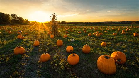 Pumpkin patch coloring page