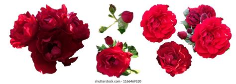 Red Roses