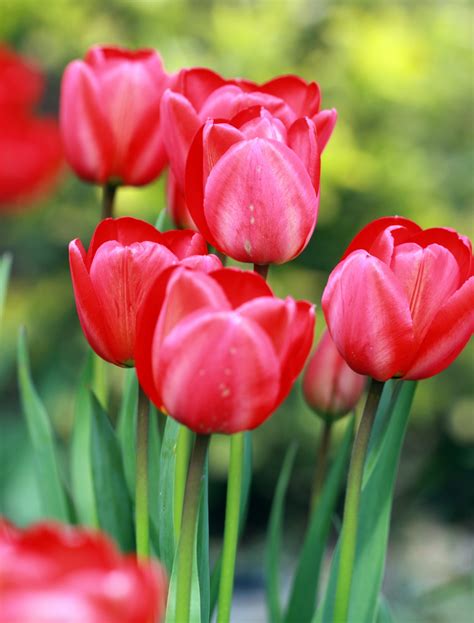 Freshly cut red tulips arranged in a bouquet
