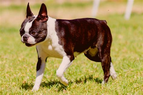 Seal Boston Terrier