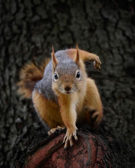 Squirrel coloring page