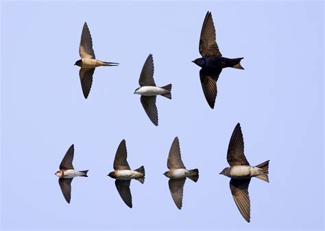 Swallow