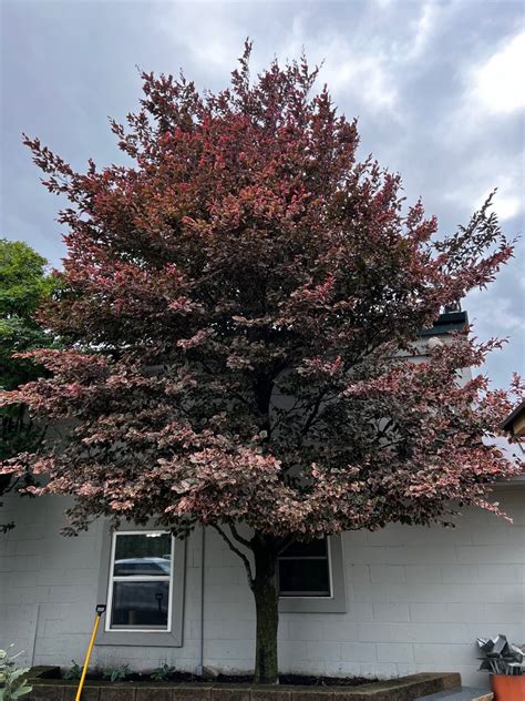 Tri Color Beech Tree