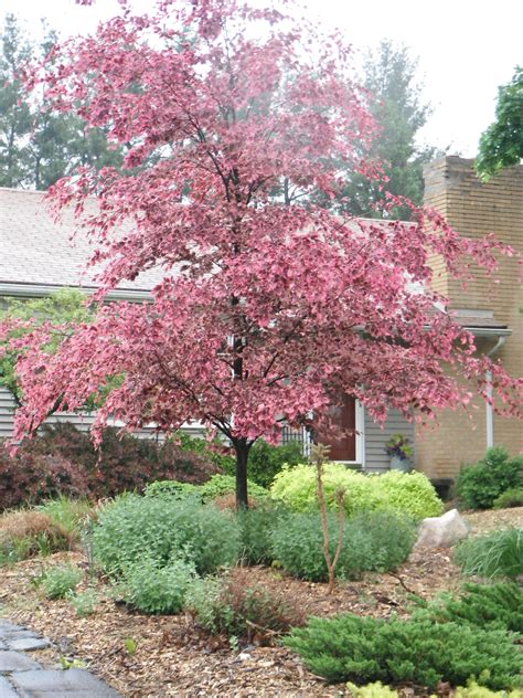 Tri Color Beech Landscaping