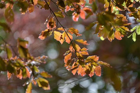 Tri Color Beech Origins