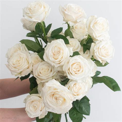 White Roses