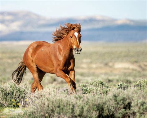 Wild Mustang