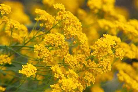 Yellow Flowers